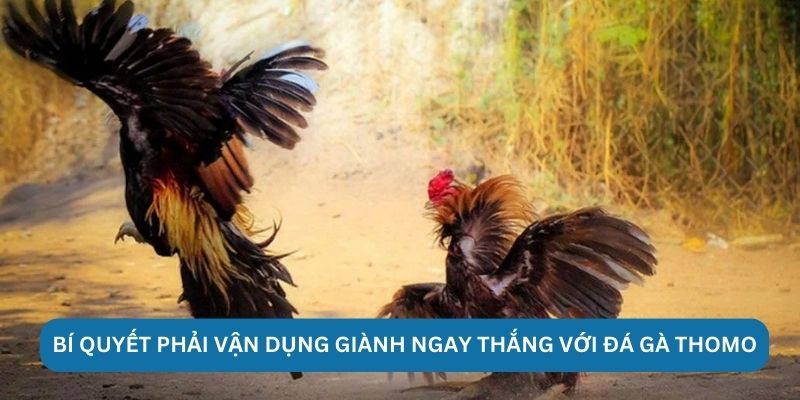 Bí quyết phải vận dụng giành ngay thắng với đá gà Thomo