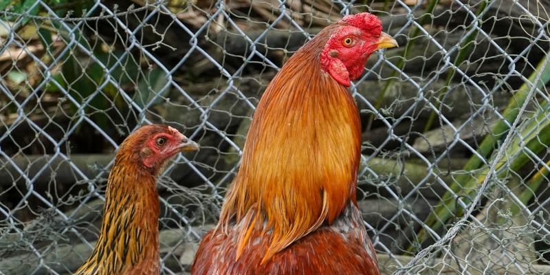 Cách chọn chiến kê khi đá gà cựa sắt