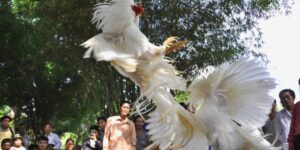 Đá gà cựa sắt là gì?