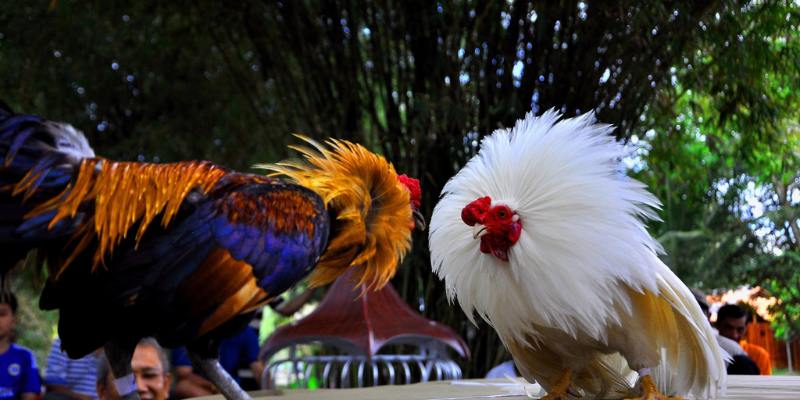 Các loại cựa sắt phổ biến hiện nay