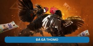 Đá Gà Thomo: Bí Kíp Thắng Lớn Với Trận Đấu Chuyên Nghiệp