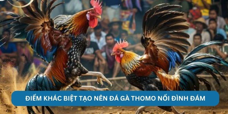 Điểm khác biệt tạo nên đá gà Thomo nổi đình đám