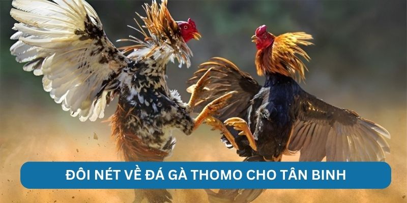 Đôi nét về đá gà Thomo cho tân binh