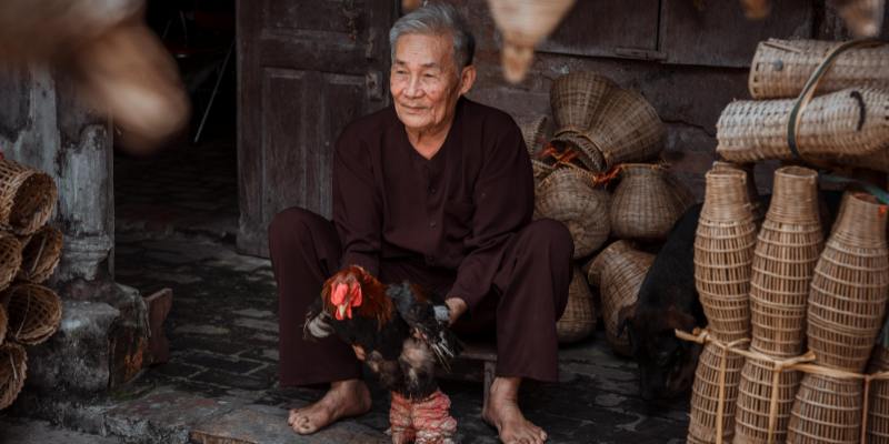 Kinh nghiệm chăm sóc chiến kê trước trận đấu