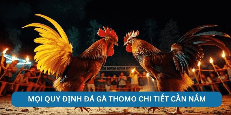 Mọi quy định đá gà Thomo chi tiết cần nắm