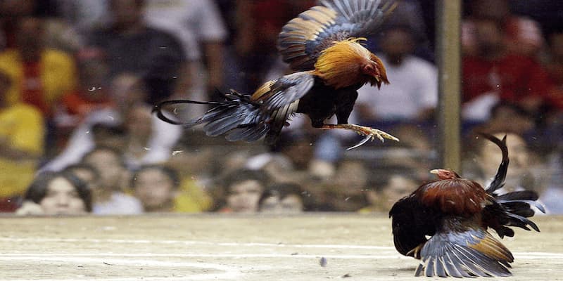 Những lợi thế nổi bật của đá gà cựa dao