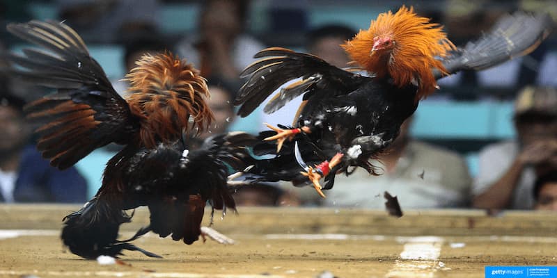 Tổng quan về đá gà cựa dao bạn cần nắm